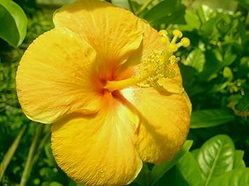 Your Shop Live Hibiscus/Gudhal Yellow Flower Plant : Amazon.in: Garden ...