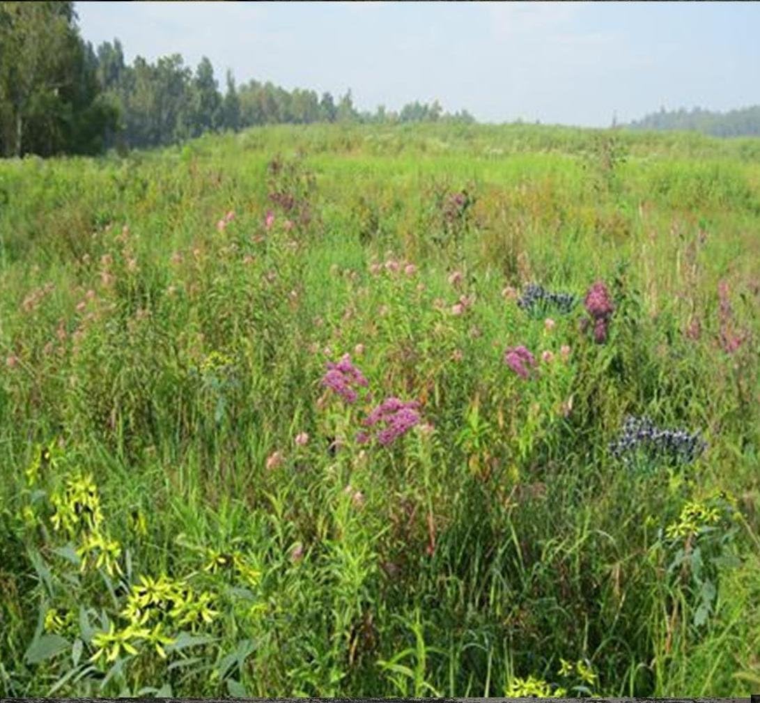 Wetland Meadow Mix (Mix 128), 1 PLS Pound, True Native Seed (Northeastern US)