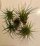 Review Image by Nurse Bex Nurse Bex