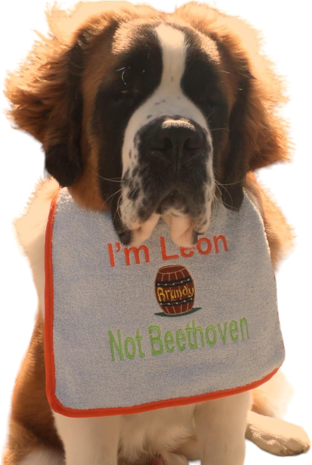 Unique Personalized Saint Bernard Bib with own Name and Brandy Barrel Embroidered Full Colour - Choose bib & Embroidery Colour Name and Size - pups to Adult Sizes