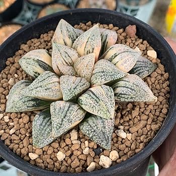 Amazon｜多肉植物 ハオルチア ピクタ錦 極上斑 大株｜観葉植物