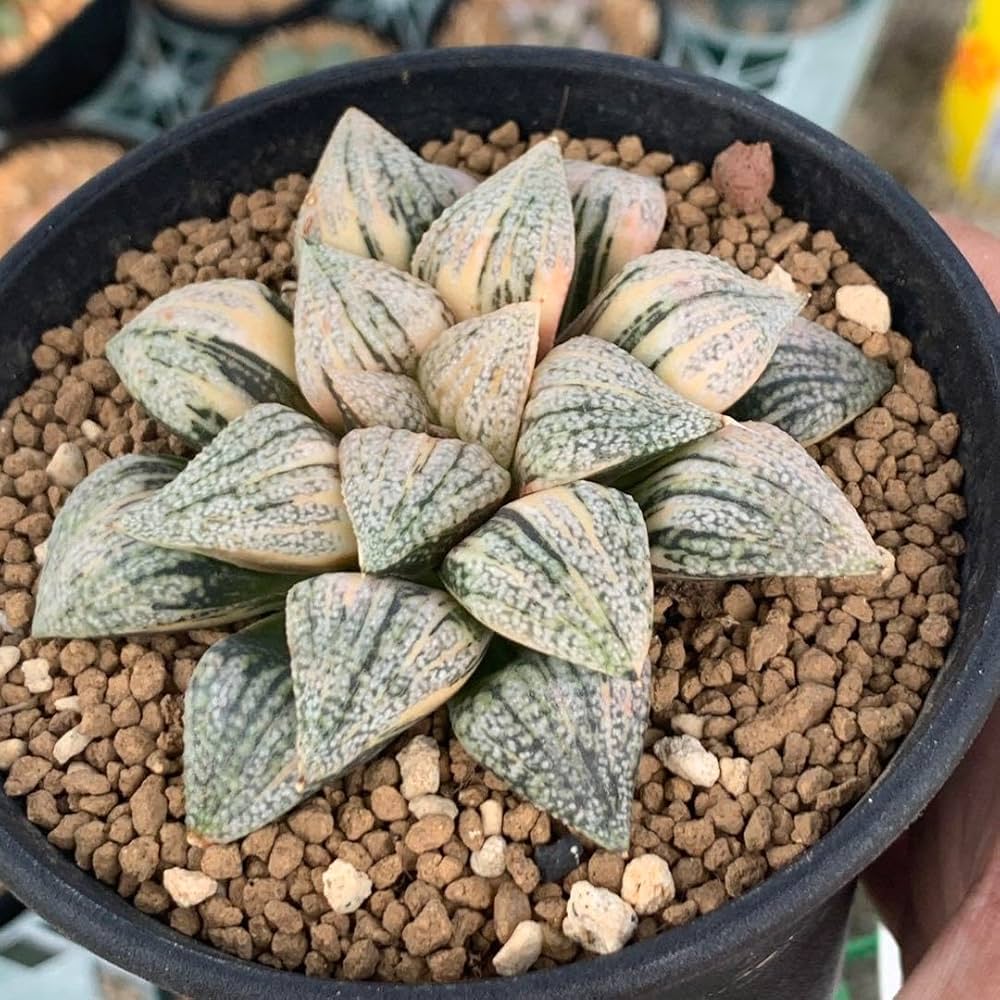 ハオルチア 丸葉ピクタ錦 Amazon｜多肉植物 ハオルチア ピクタ錦 極上斑 大株｜観葉植物