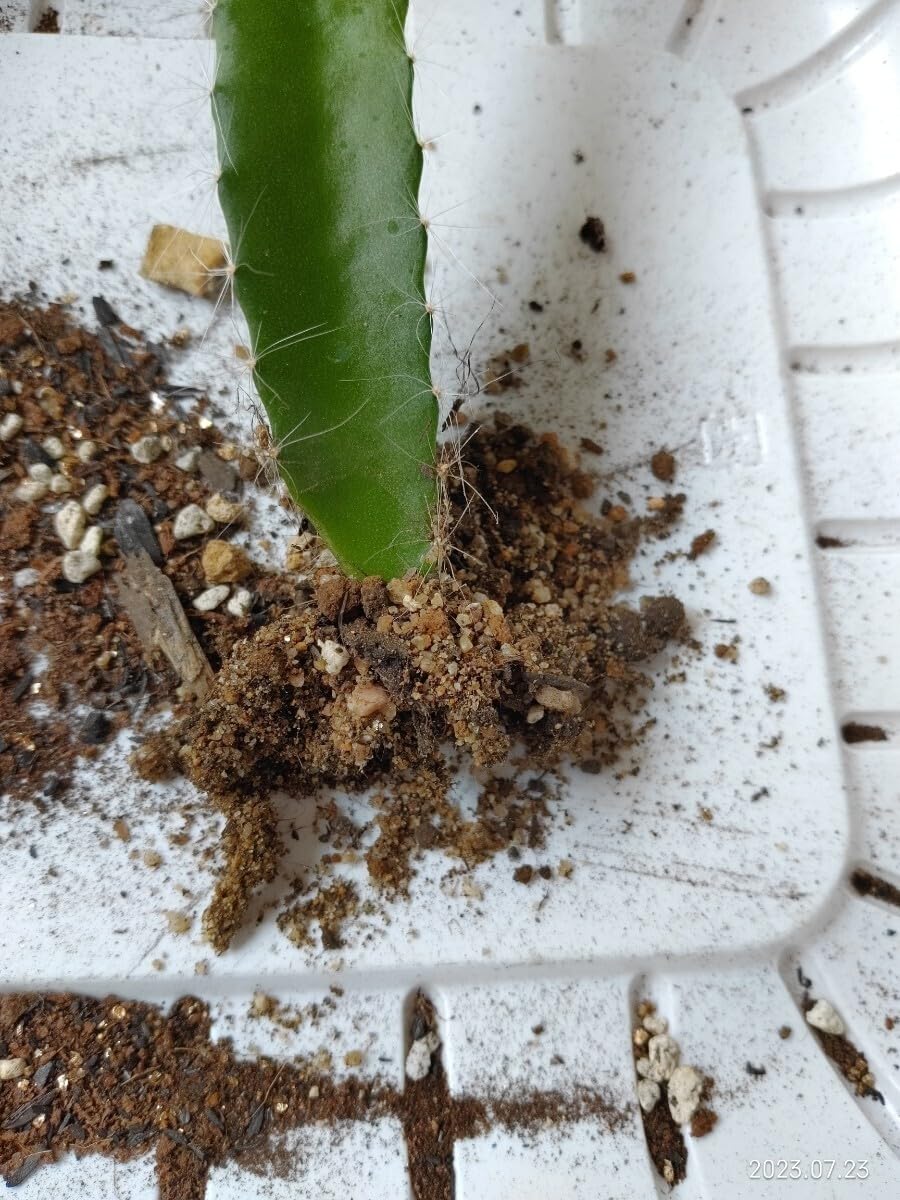 Amazon.co.jp: ドラゴンフルーツ苗 (カット苗、100％根出し苗)20cm以下