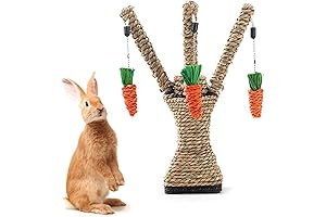 Hamiledyi's Rabbit Paradise: Where Your Bunny Thrives