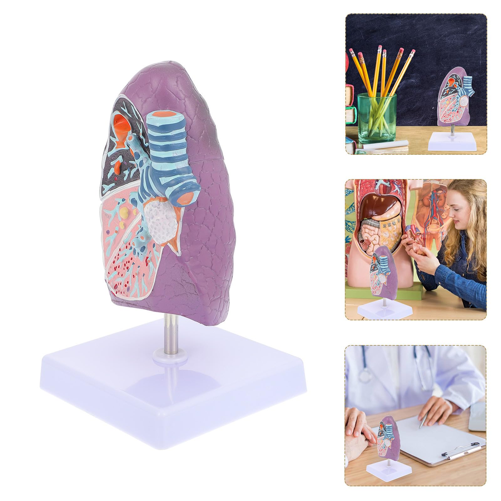 YARNOW Modèle Pulmonaire Anatomique Réaliste en Plastique pour Enseignement de L'anatomie et Physiologie, Matériel Éducatif pour Étudiants en Sciences Médicales