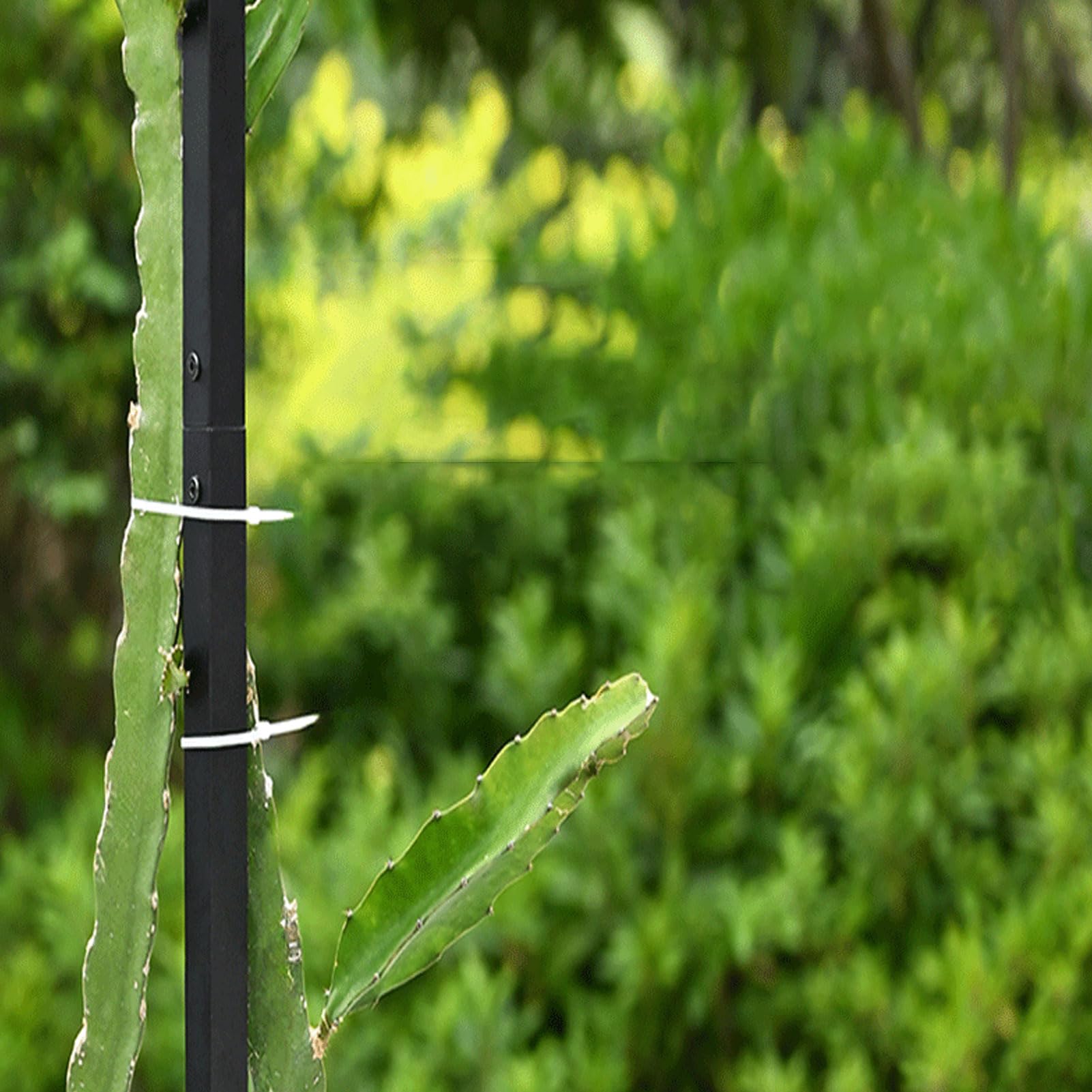 Zunate Struttura da Arrampicata per Giardinaggio Verticale |Supporto per Frutto del Drago con Acciaio Al Carbonio Resistente