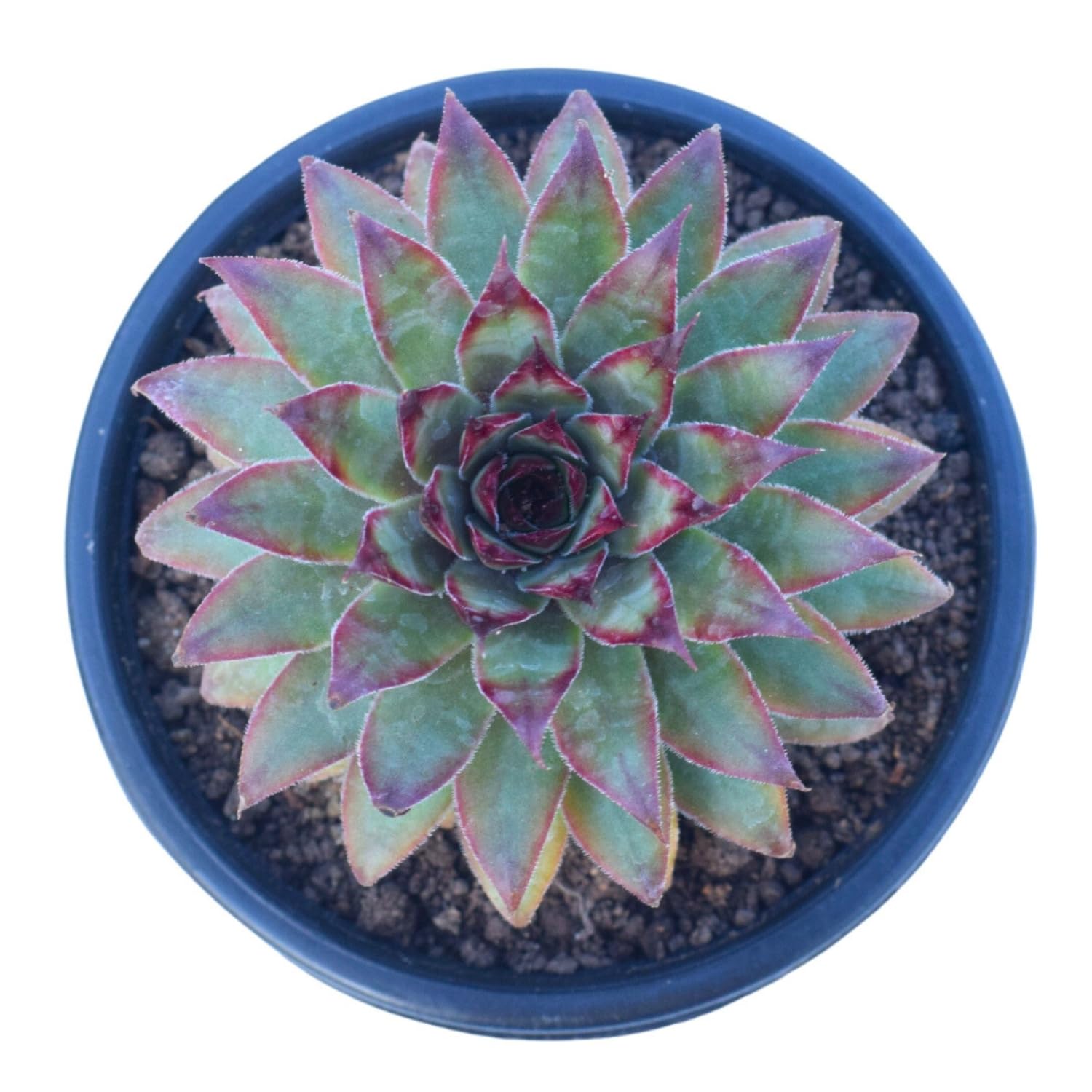 Bhagwa Laxmi Kamal Vastu Plant | Sacred Lotus for Prosperity and Good Fortune | Indoor/Outdoor Potted Plant for Positive Energy | Ideal for Home and Office Décor (B0D296ZB6K) Amazon Price History, Amazon Price Tracker