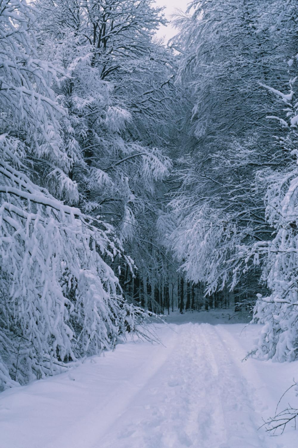Whispers Beneath the Snow (The Ravencroft Case Files)
