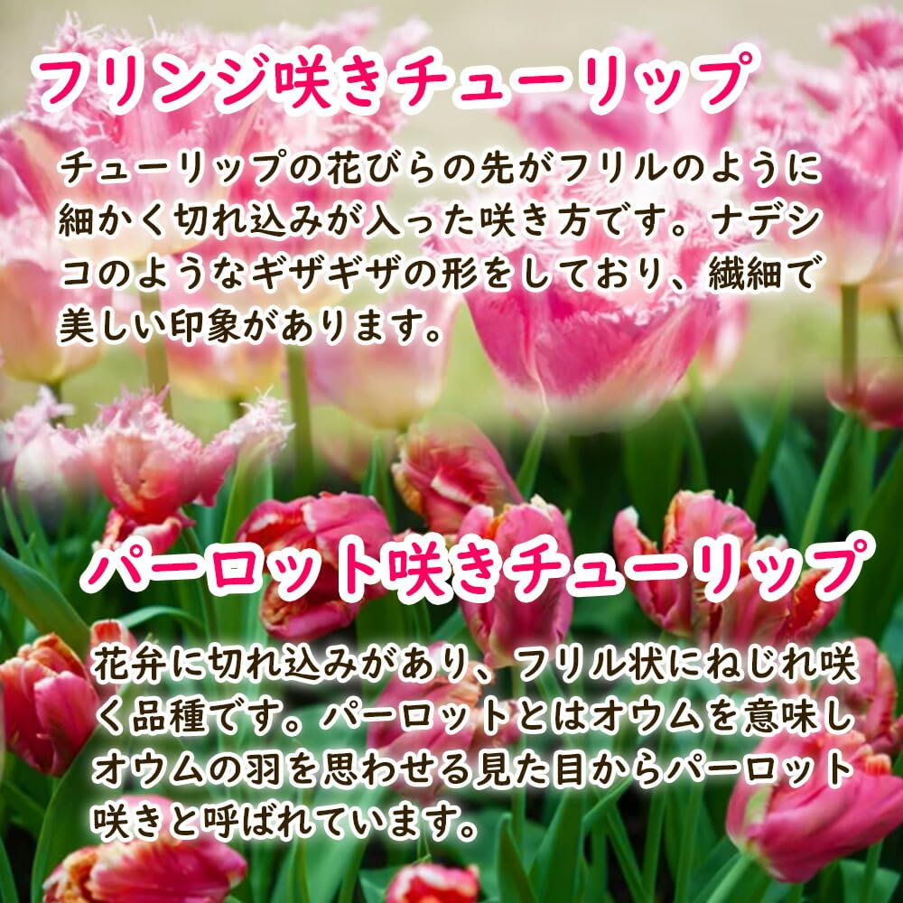 Amazon.co.jp: 「 フリンジ咲き チューリップ 球根【5．赤白花