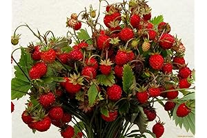 Seeds Alpine Strawberry Four Season Everbearing Climbing Heirloom Fruits for Planting, Non-GMO