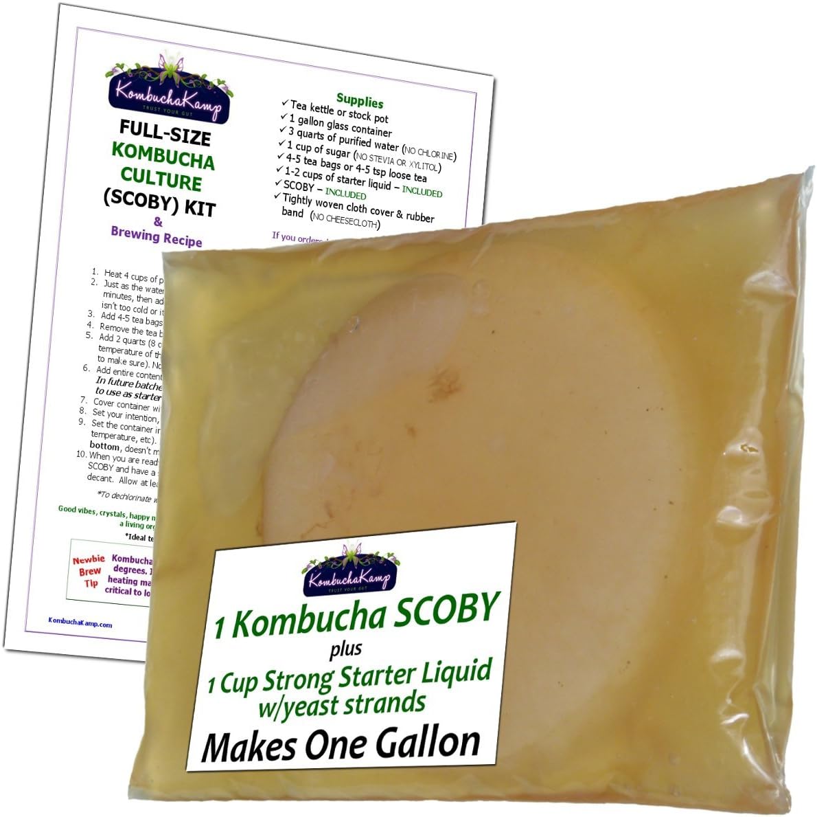 Genuine KOMBUCHA CULTURE (1 Lrg SCOBY + 1 Cup Strong STARTER LIQUID - Makes 1 Gallon)