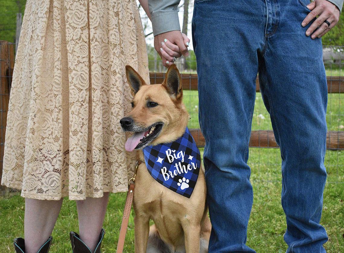 YHTWIN Hundeschal Großer Bruder Blau Plaid - 100% Baumwolle, 65x40,6 Cm, Für Mittelgroße & Große Hunde