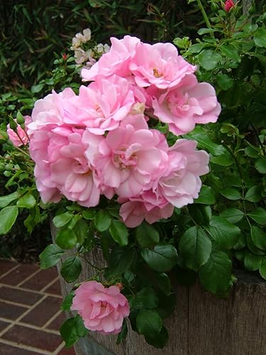 Miniatura 3 de Planta viva de Green Promise Farms Flower Carpet Roses ROSA FLOWER CARPET APPLE BLOSSOM Pink Flower Arbusto #2 Tamaño Contenedor Blanco