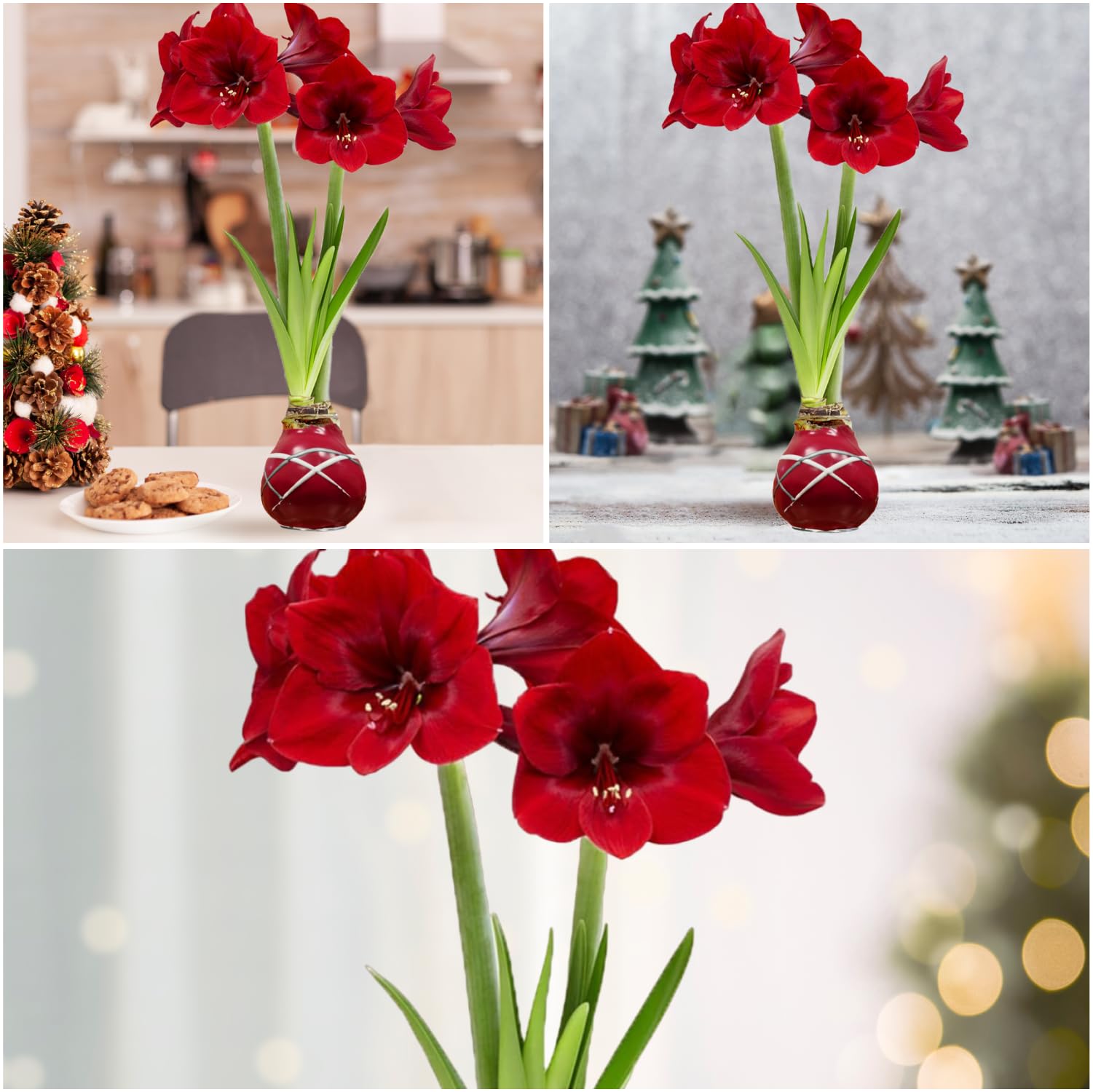 Cera Amaryllis Cipolle Striped Red – Ceramaryllis 28/30 grande formato | 2 pezzi | cerato/cera | senza irrigazione | Piante da appartamento olandese – Hippeastrum (senza vetro, vaso e vaso)