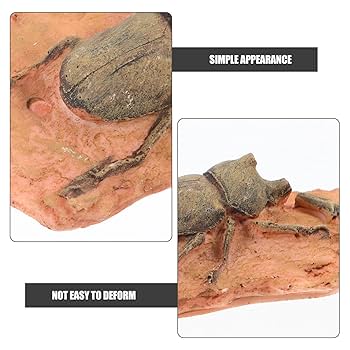 Amazon | POPETPOP カブトムシ 化石 古生物学 化石 標本 人工