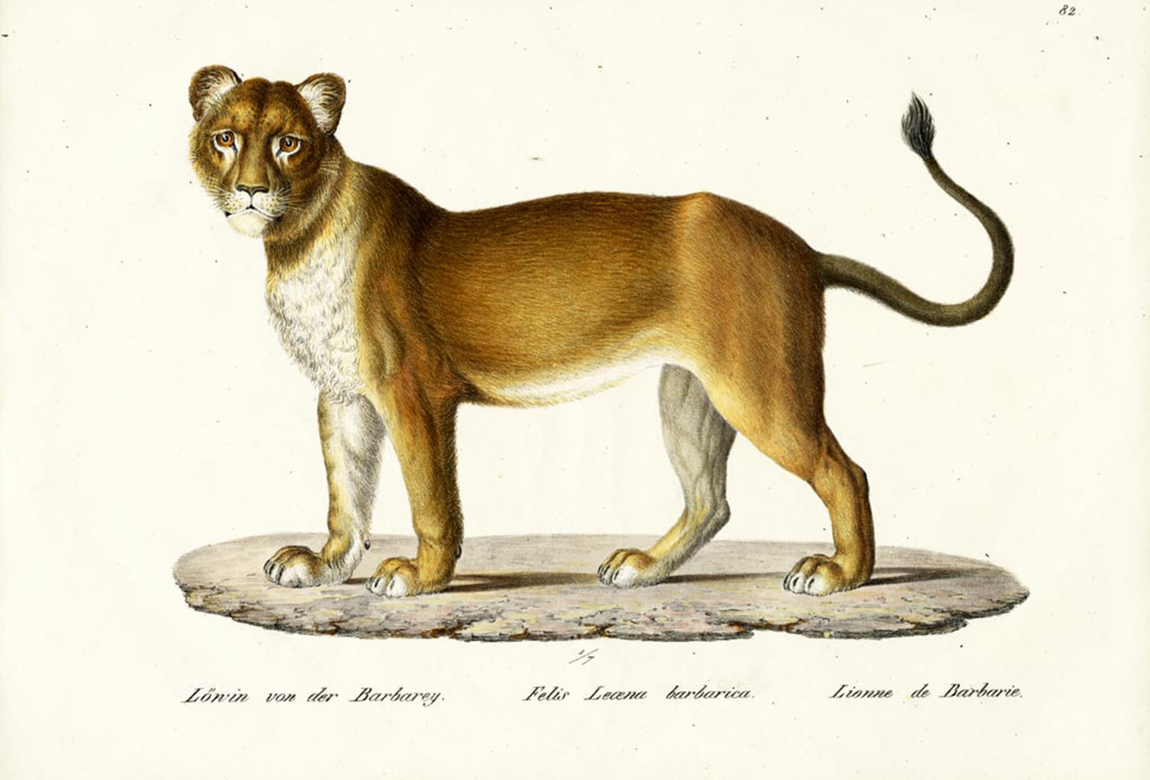 SERENDIPITP Vintage Picture Print on Canvas Wall Art Poster Barbary Lioness by Karl Brodtmann Artwork Print Poster for Wall Decor 60x90cm