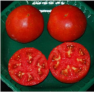 Tycoon Tomato Seeds 100 Seed Packet More Heirloom, Non GMO, Vegetable, Fruit, Herb, Flower Garden Seeds at Seed King Express
