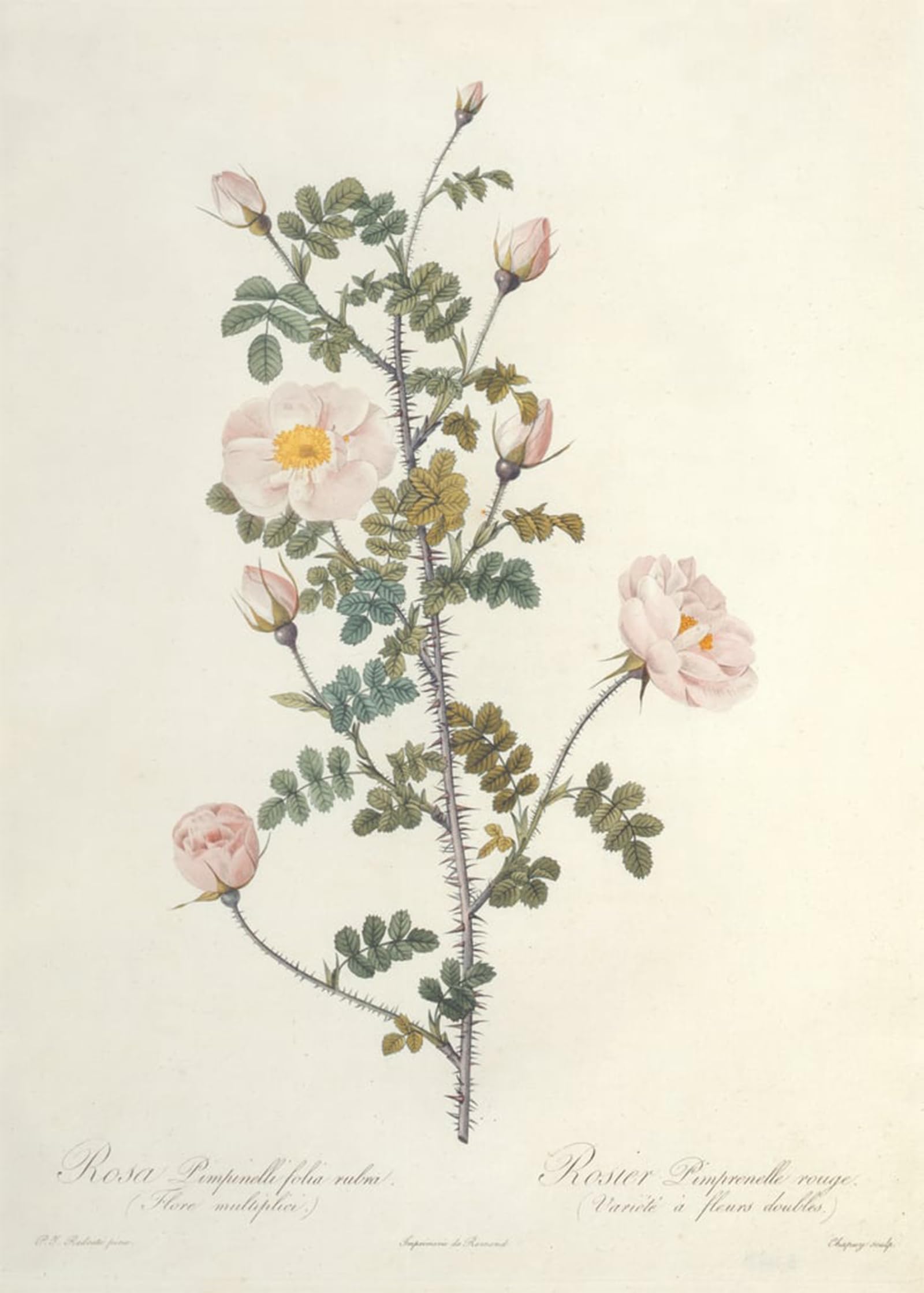 Serendipitp No Frame Vintage Picture Print On Canvas Wall Art Poster Rosa Pimpinellifolia Rubra Flore Multiplici By Pierre Redouté Artwork Print Poster For Wall Decor 60X90cm