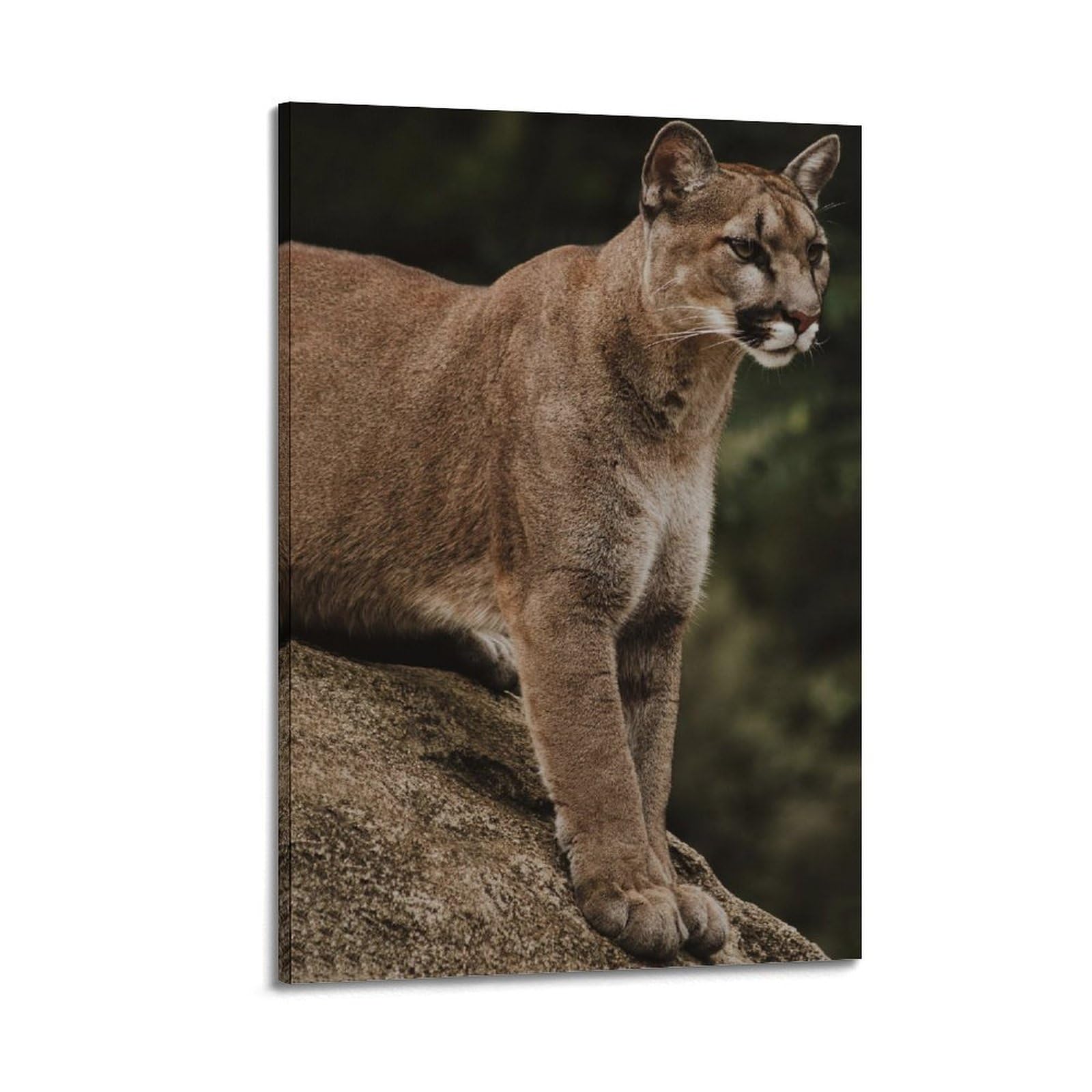 XKUGA Big Cat Beast Poster Leopard Cheetah Cougar Poster Decorative Painting Canvas Wall Posters And Art Picture Print Modern Family Bedroom Decor Posters 16x24inch(40x60cm)