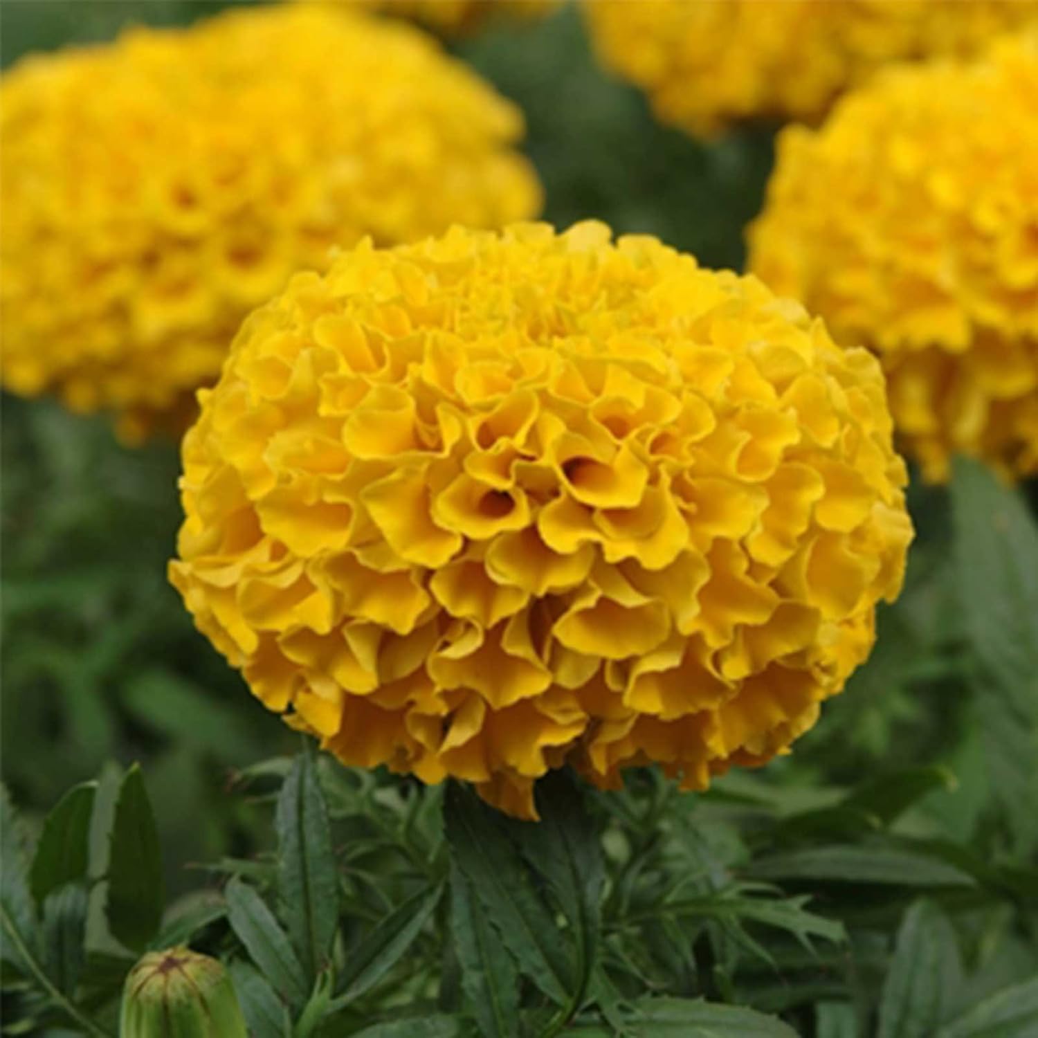 African Marigold Flower Garden Seeds - Taishan Series F1 - Mix - 1000 Seeds - Annual Flower Gardening Seed - Tagetes erecta