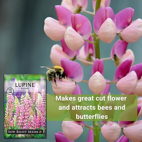 Miniatura 5 de Sow Right Seeds - Semillas de altramuz Russell para plantar - Paquete de reliquia sin OMG con instrucciones para plantar en tu jardín - Flor perenne