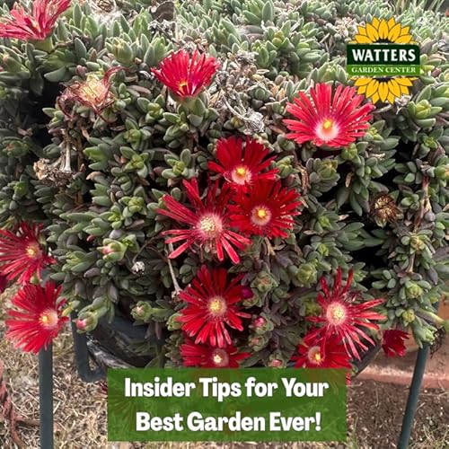 🎙️Welcome to Episode 26 &ndash; 14 of The Mountain Gardener Podcast with Ken and Lisa Watters-Lain!