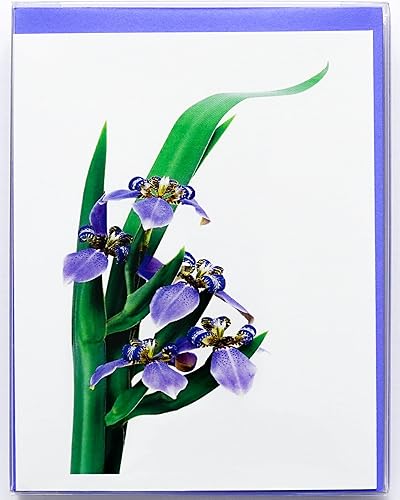 Miniatura 218 de Blooming Flowers – Orquídea Phalaenopsis – Tarjetas fotográficas de alta gama, pesadas y suaves, 8 con 10 sobres de colores, juego en caja