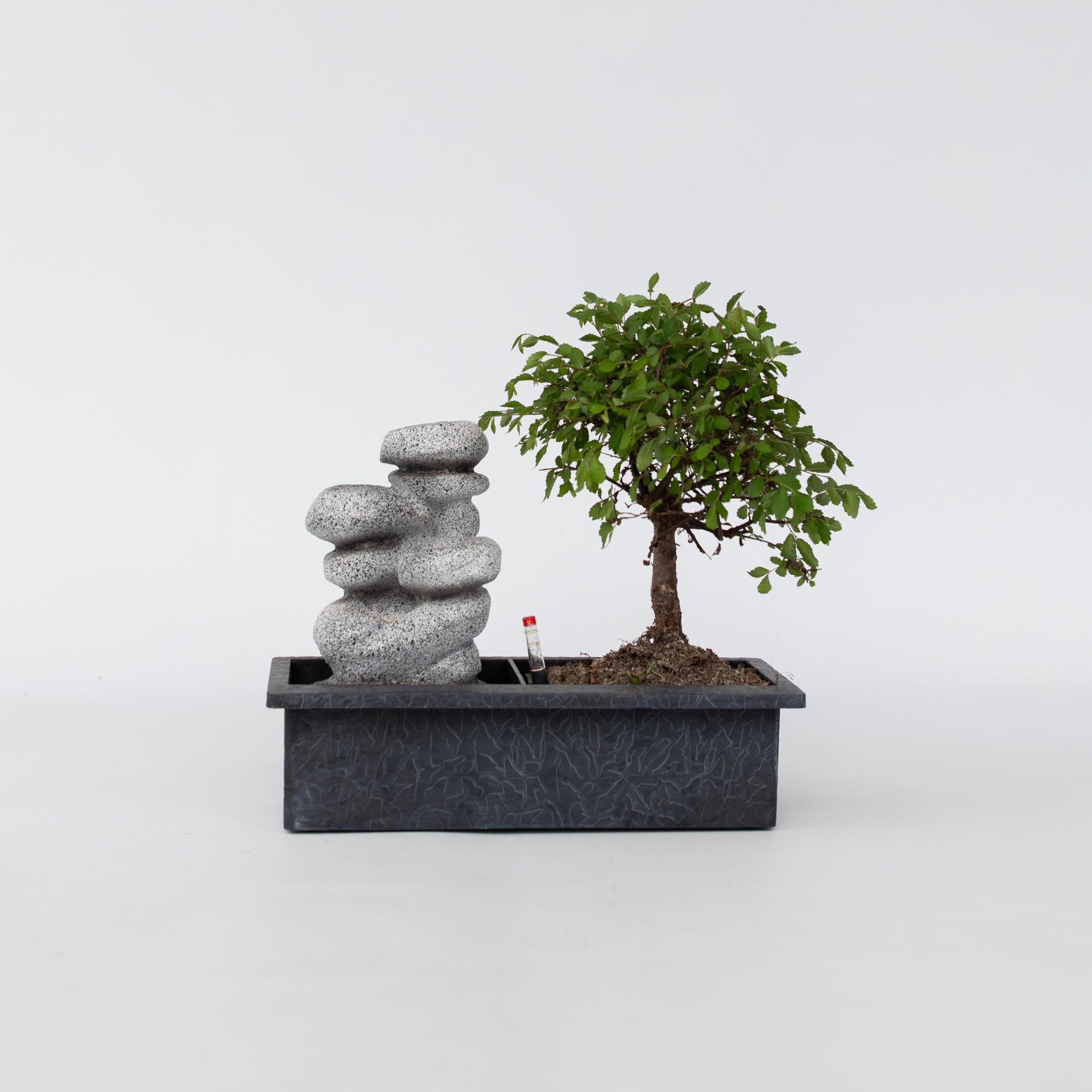 Plant in a Box - Bonsaï avec système d'eau facile à entretenir et cascade d'eau sur des pierres zen - Plante d'intérieur - Hauteur 25-35cm