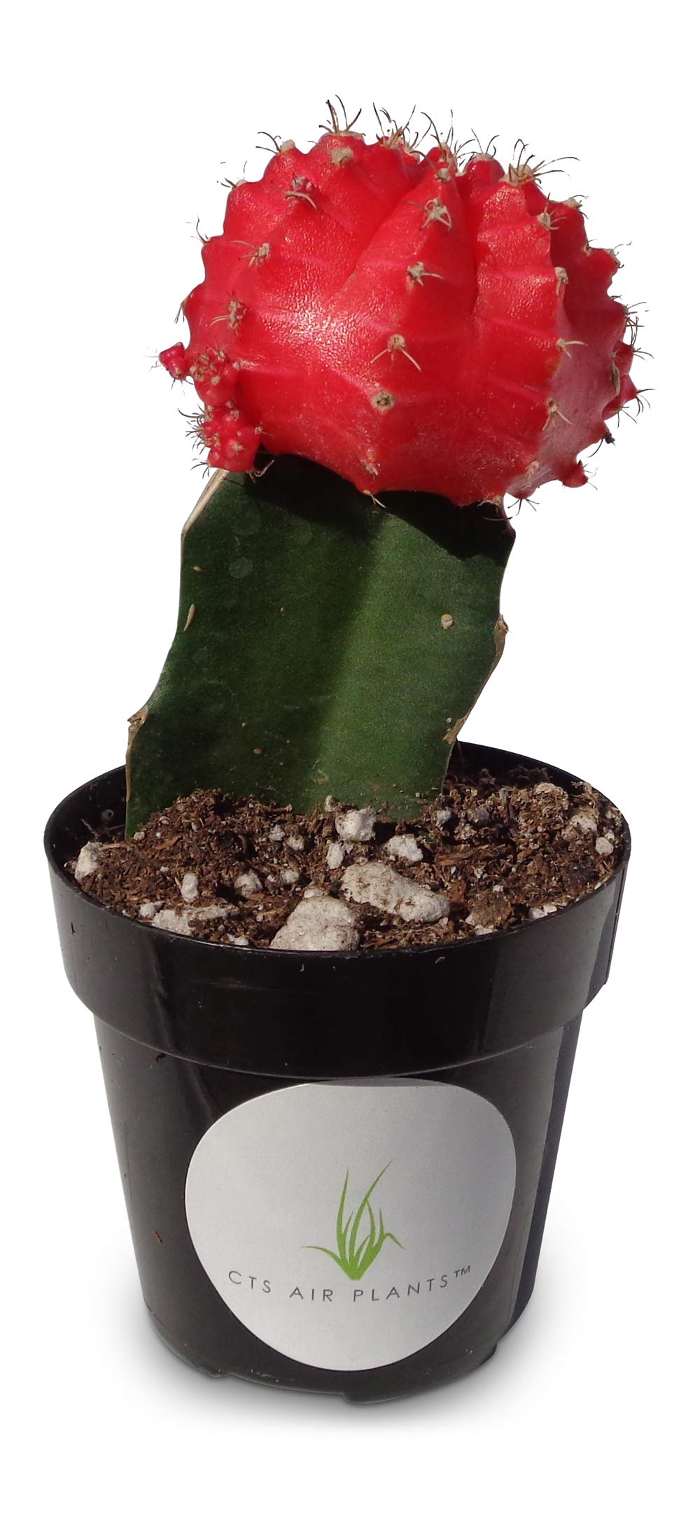 Amazon.com : Grafted Moon Cactus Gymnocalycium Mihanovichii (Red) : Patio,  Lawn & Garden