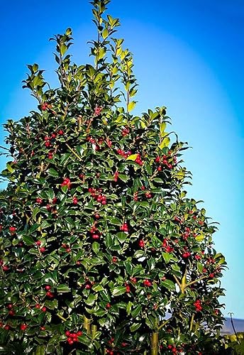 Miniatura 3 de Castle Spire Blue Holly - Ilex - Maceta de 4" - Ganadores probados
