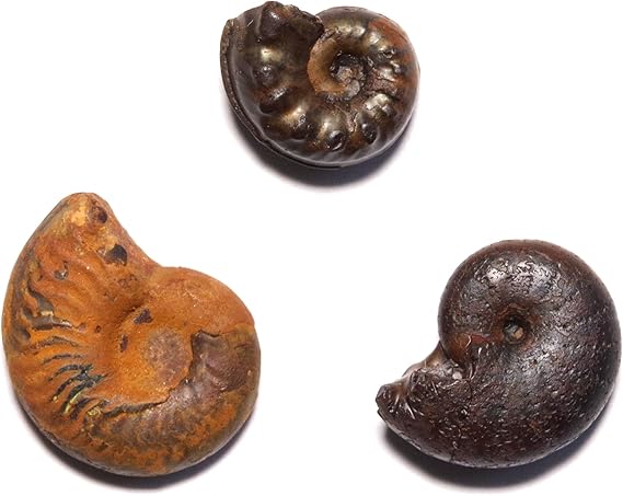 【大幅値下】アンモナイト化石 約15cm 約2.8kg 大幅値下】アンモナイト化石 約15cm 約2.8kg 大幅値下】アンモナイト