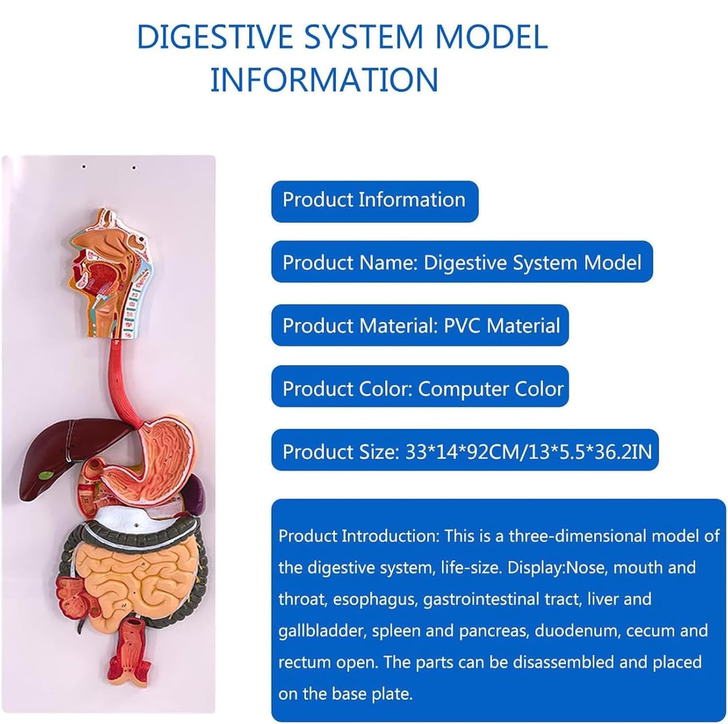 Human Digestive System Model, Removable Stomach Nasal Cavity Pharynx Liver Stomach Rectum Intestine Anatomy Model, Realistic Texture, for Medical Study and Physiology Education