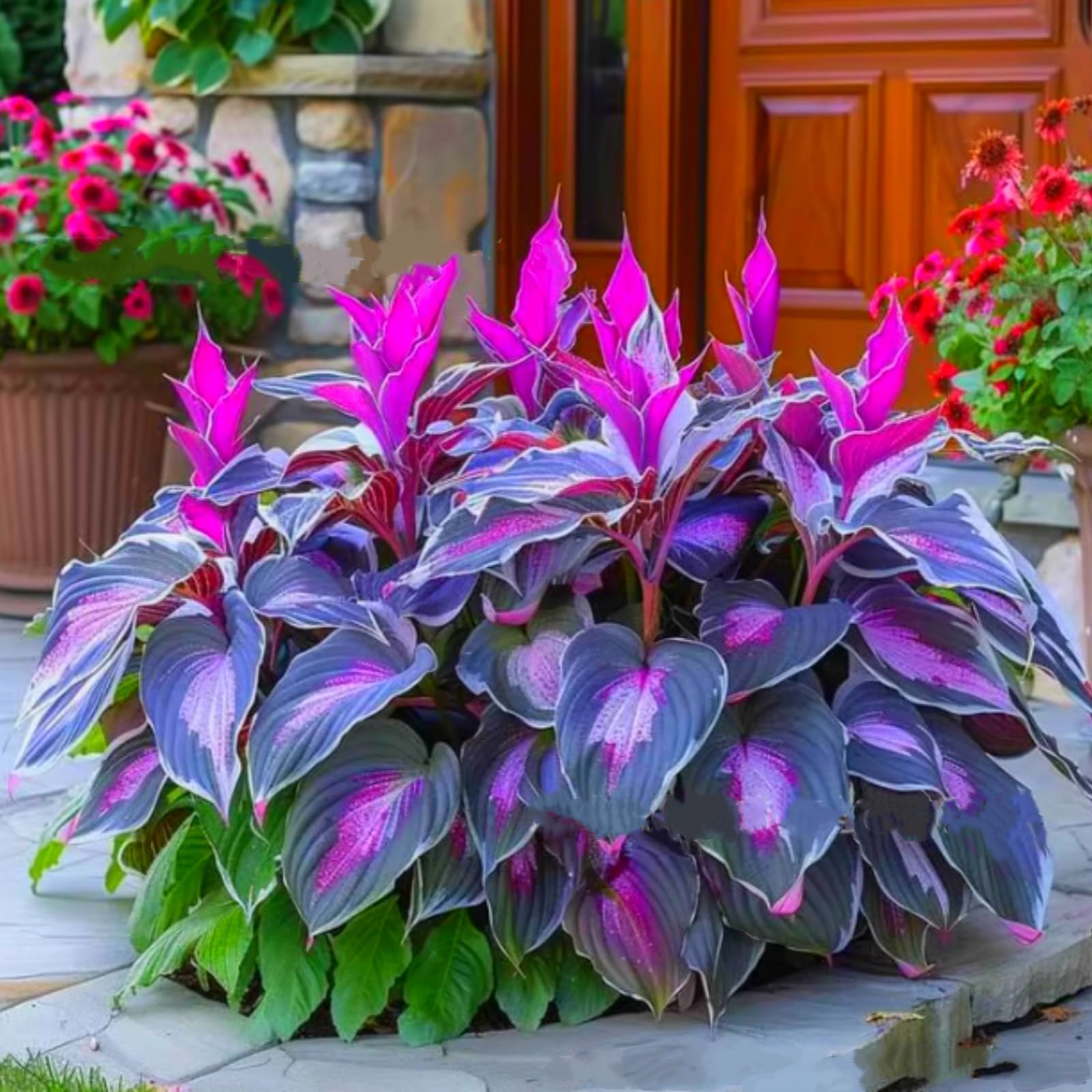 Eye-Catching Hosta, Hardy Perennial Bulbs, Stunning Garden Displays, Professionally Grown-4 Bulbs-D