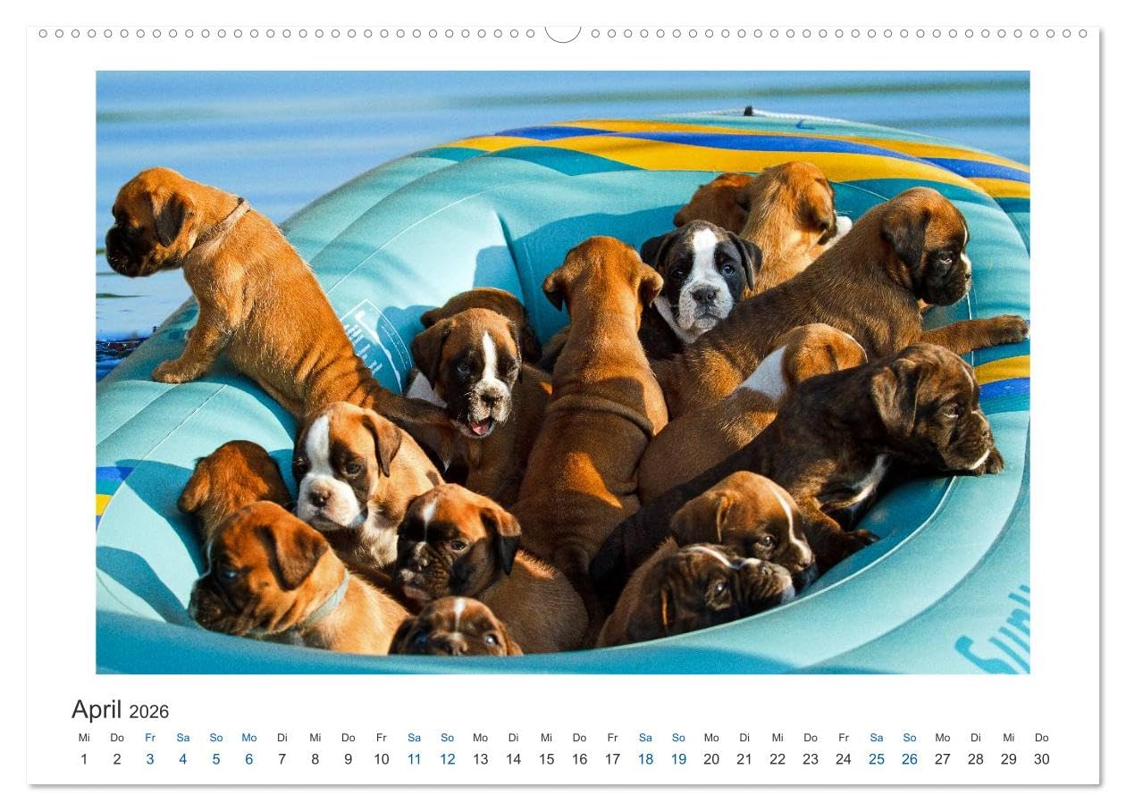Deutscher Boxer - Boxer im Wasser 2026 (hochwertiger Premium Wandkalender 2026 DIN A2 quer), Kunstdruck in Hochglanz: Boxer im Wasser fotografiert (CALVENDO Tiere)