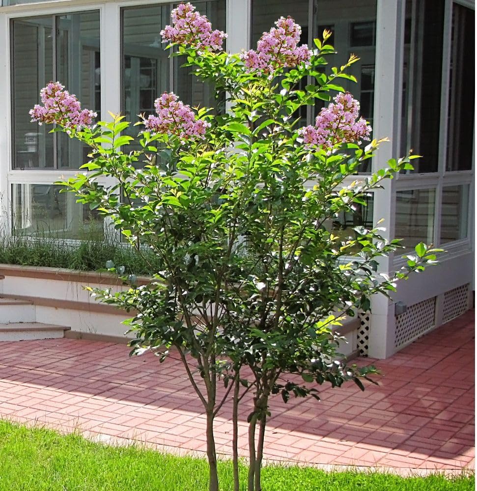 Generic Muskogee Crape Myrtle, Ornamental Shrub, Purple Flowering, Low-Maintenance, 3 gal, Nursery Pot, Green