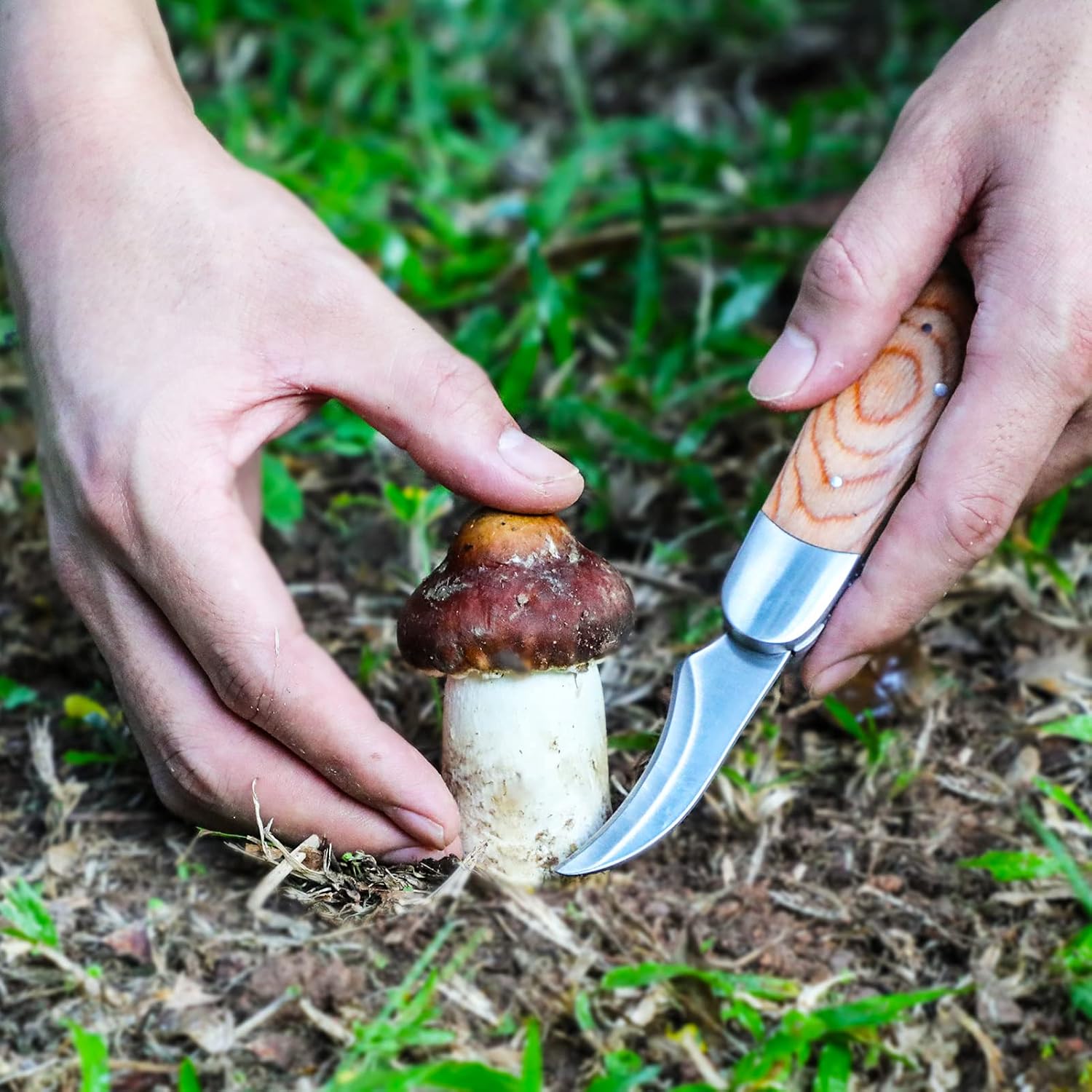 Coowolf Mushroom Knife with Brush and Sheath, Curved Stainless Steel Blade, Hardwood Handle, 7.06 Inch Folding Design, for Morels, Porcini, Chanterelles, Foraging Mushroom Gifts