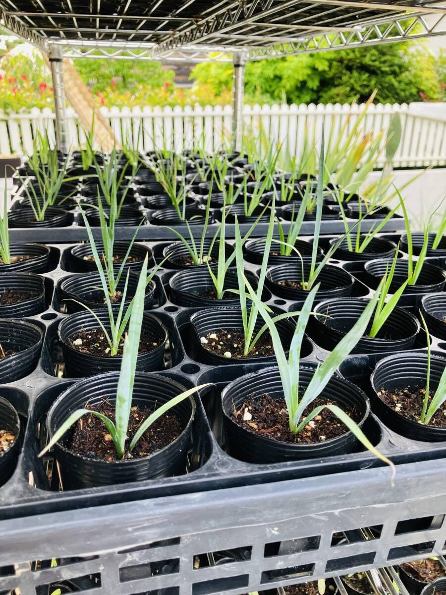 20、ユッカ ロストラータ20 ポットごと発送 【公式通販】