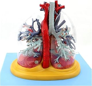 Human Organ Model Human Organ Heart Tracheobronchial Tree Vascular Trachea Anatomical Model for Educational Training Aid Medical Organ Model SaiFei