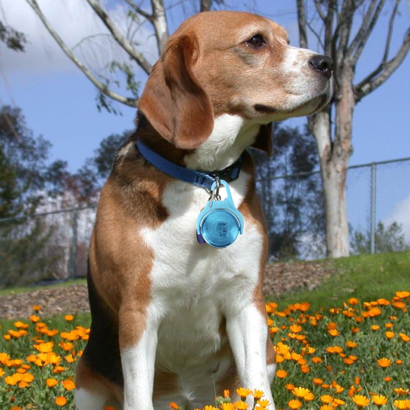 Lichthalsband - De innovatieve LED halsband voor honden