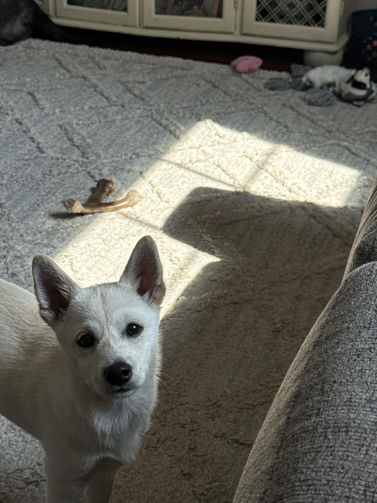 Benebone Wishbone Durable Dog Chew Toy for Aggressive Chewers, Real Bacon, Made in USA, Medium photo review