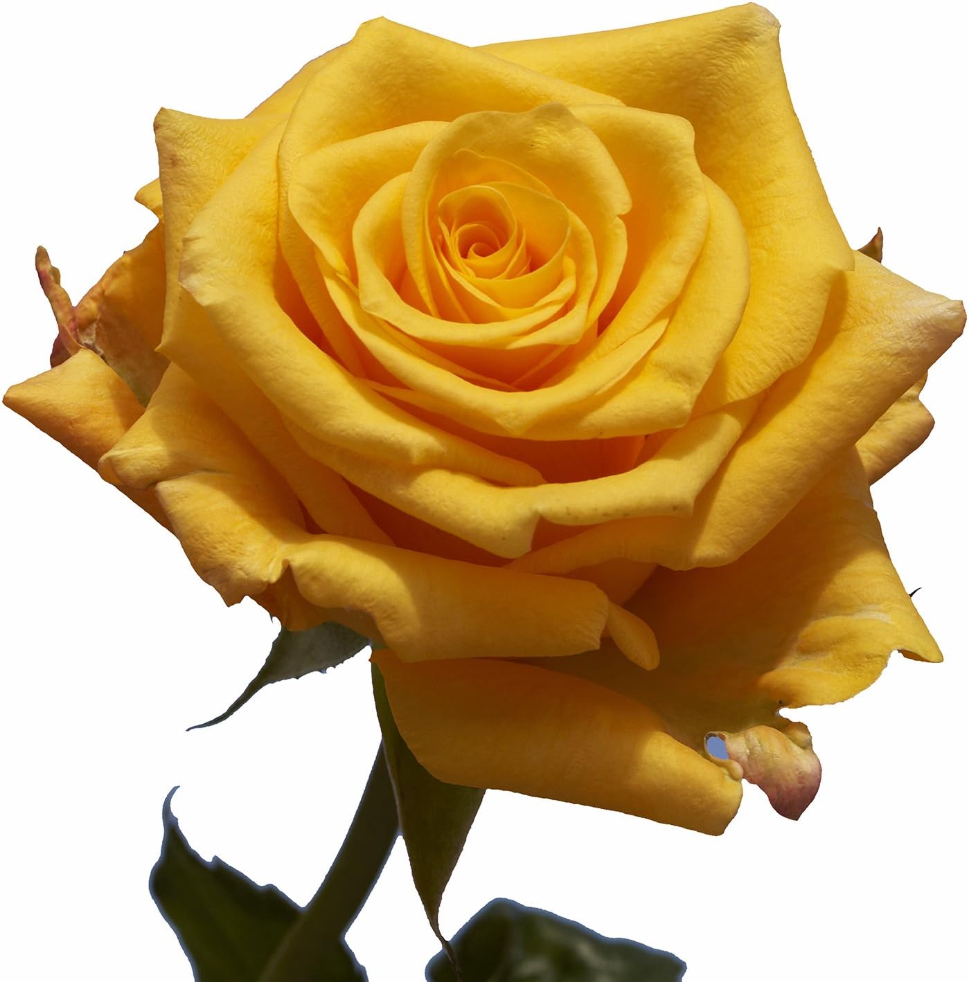 GlobalRose 12 Yellow Roses Bouquet - Responsibly Sourced Roses Fresh Flowers - Hand-Picked Flowers Fresh Bouquet for Graduation, Anniversary, Birthday & Special Occasions (1 Dozen)