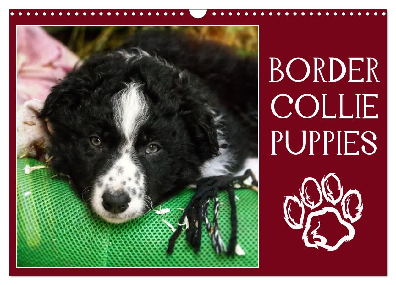 Calvendo Multi Border Collie Puppies (Calendrier Mural 2026 Din A3 Horizontal), Calendrier Mensuel: Photos Adorables De Chiots Border Collie (Calvendo Animaux)
