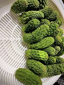 Amazon.co.jp: 仏頭玉 多肉植物 ラリレアキア カクティフォルメ