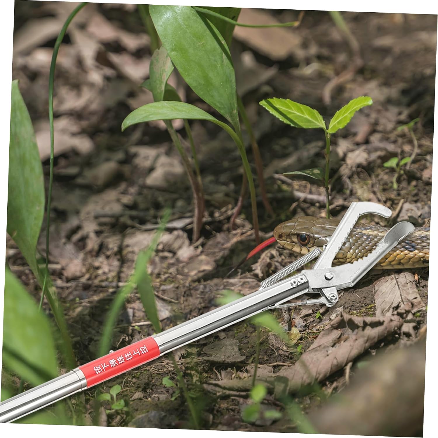 Stainless Steel Anti-slip Eel Tong Crab and Snake Grabber Tool for Safe and Convenient Seafood Handling Ergonomic Design for Long-term Use