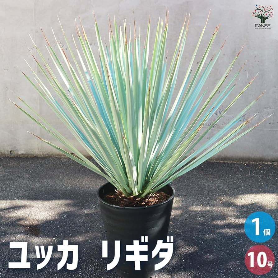 Amazon｜ITANSE ユッカ リギダ 10号 1個売り【品種で選べる観葉 