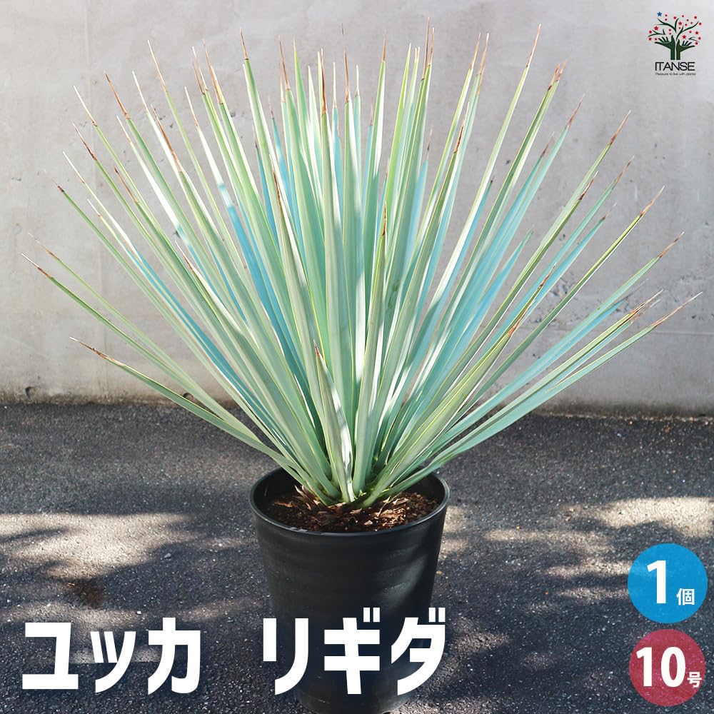ユッカ リギダ 幹太 銀葉 美株 メキシコ産 ドライガーデン ホビー  