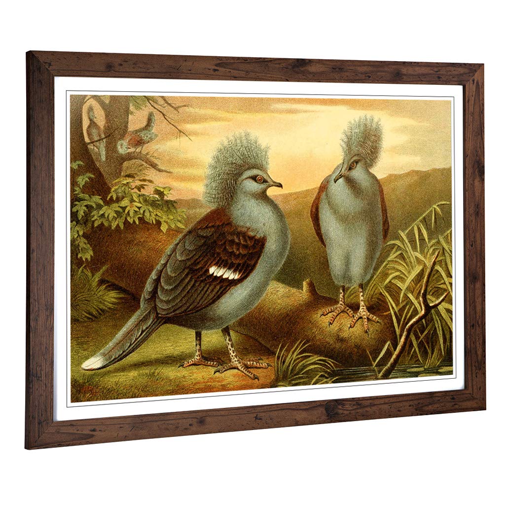 Big Box Art Framed Print of Vintage Brehms Tierlben Western Crowned Pigeon Design | Wall Art Picture| Home Decor for Kitchen, Living Room, Bedroom, Hallway, Walnut, A2 / 24.5x18 Inch / 62x45cm