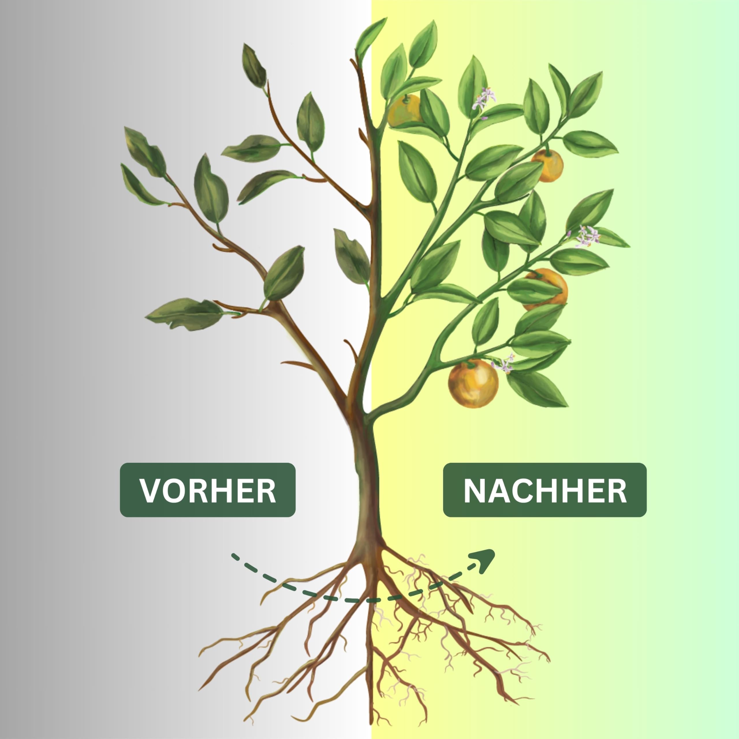 mykorrhiza dnger rasen HaGaFe Universaldnger mit Mykorrhiza Pilzen, Rasendnger, Gartendnger,  Gemsednger