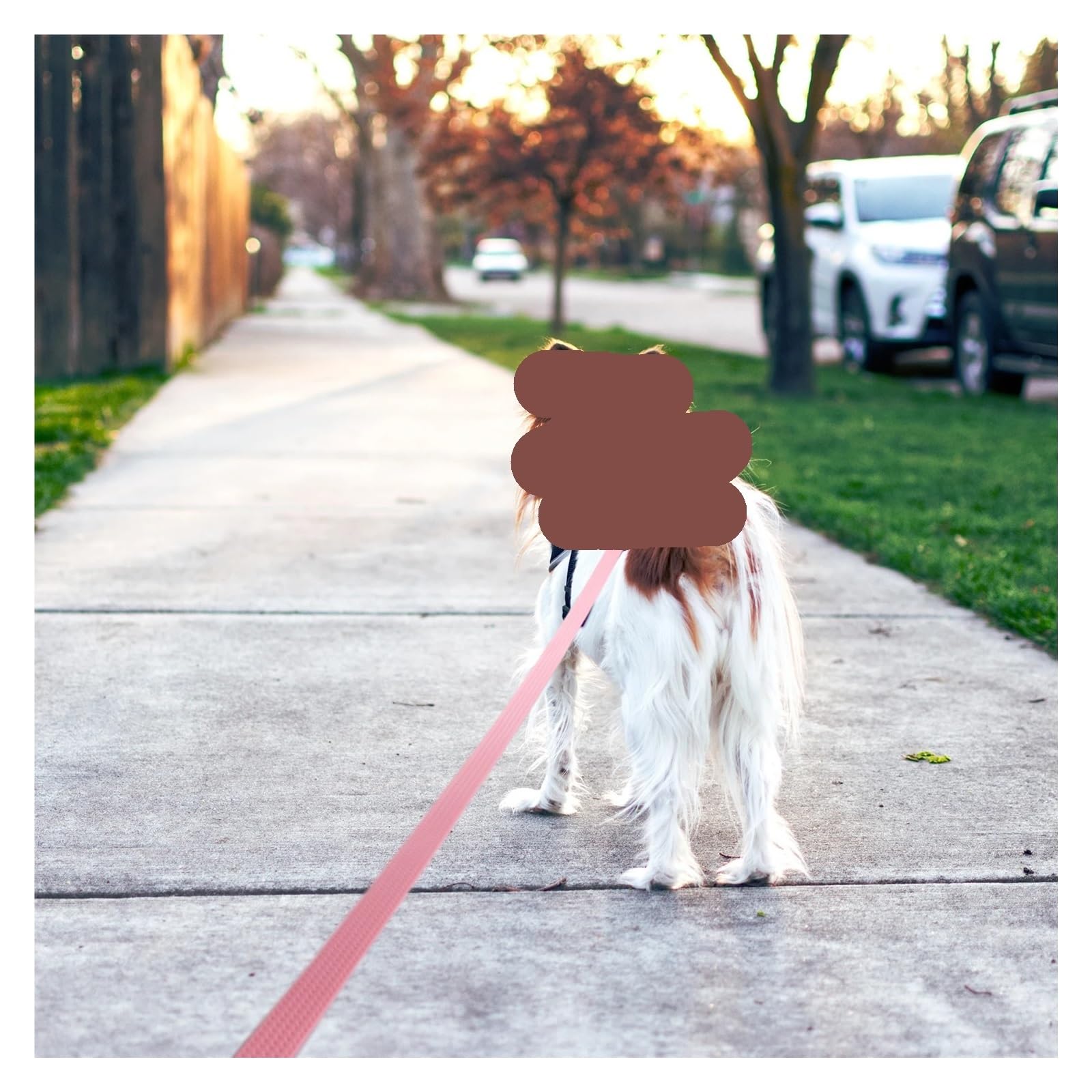 Correa for Perros de 1,8 M, 3M, 5M, 10M, Grande, Mediana y fácil Limpiar, Larga(Orange,5M)