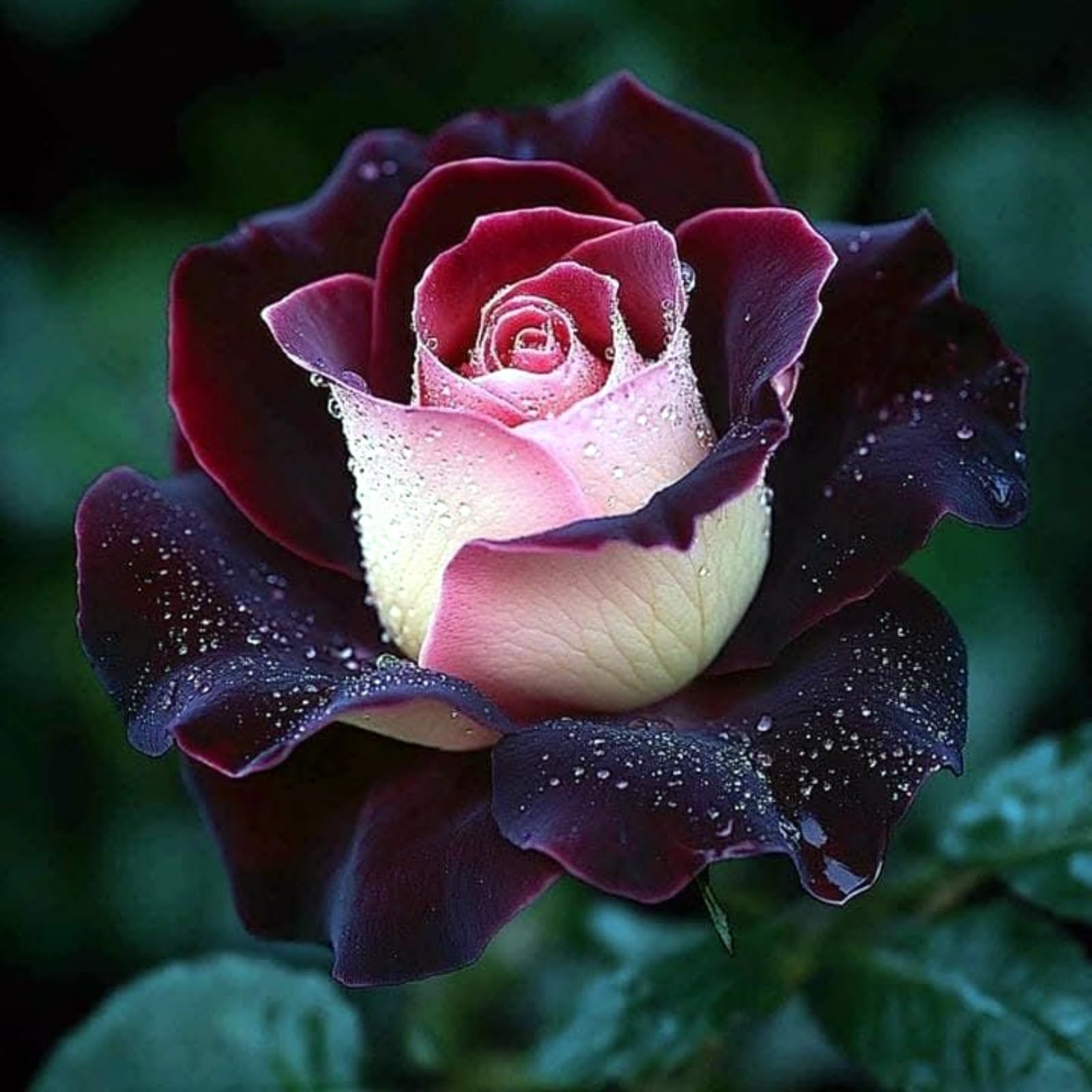 Natural Rose Rhizome, Hardy Perennial, Garden Decoration, No Watering Required, Professional Planting, Suitable for Spring and Autumn-1 Rhizome-J